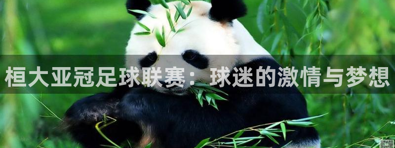 桓大亚冠足球联赛：球迷的激情与梦想