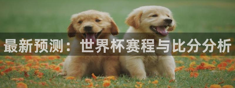 最新预测：世界杯赛程与比分分析